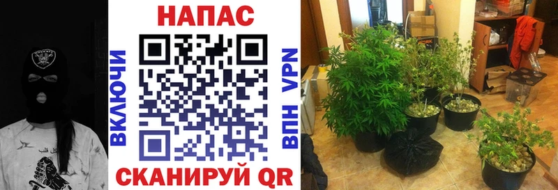 Бошки марихуана планчик  Новосокольники 